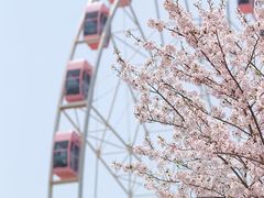 -顾村公园
