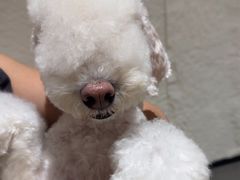 -帕帕拉兹宠物(亚洲旗舰店)