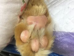 -翡翠森林宠物火化殡葬(通州店)