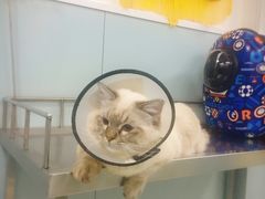 -中农大我爱我爱24h动物医院·中医针灸·猫专科·骨科医疗中心(双井店)