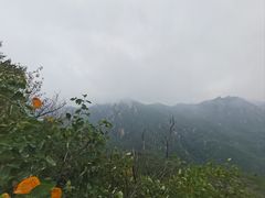 -大岭沟猕猴桃谷风景区