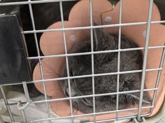 -纳吉亚猫专科动物诊疗中心(蒋宅口分院)