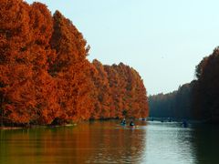 -上海海湾国家森林公园