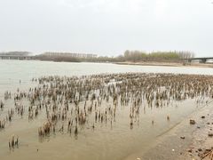 -丁香湖公园