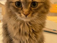 -猫亿天猫咖