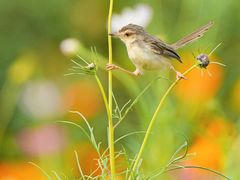 -上海山野camping·户外天幕烧烤·团建拓展营地