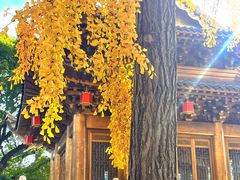 -上海东林寺(金山区)