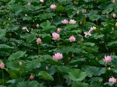 -荷塘月色湿地公园·向阳花洲