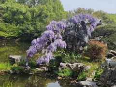 -家烧面馆【南山路知名经典面食】