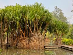 -中国科学院西双版纳热带植物园