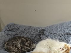 -有猫主题·治愈系猫咖(曾厝垵店)