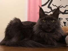 店员-喵匠猫主题咖啡(凯德和平广场店)