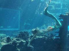 -海棠湾洲际-涛·海底餐厅·美人鱼·自助餐·海底隧道