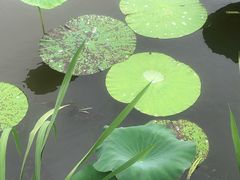 -荷塘月色湿地公园·向阳花洲