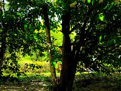 -长白岛森林公园