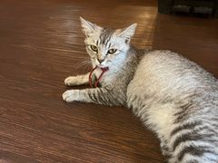 -猫岛主趣味餐厅(鼓浪屿店)