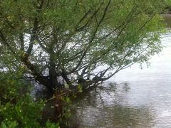 -东寨港红树林旅游区