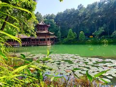 -铁山坪森林公园