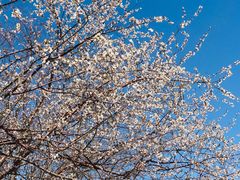 -桃花堤公园