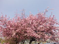 -莫愁湖公园