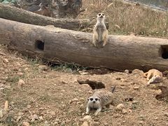 -无锡动物园·太湖欢乐园
