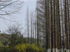 -宜兴龙背山森林公园