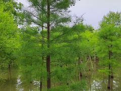 -上海海湾国家森林公园