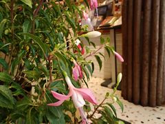 -萤火虫咖啡(后海店)