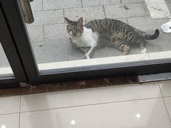 -艾贝尔宠物医院 ·内科全科(梁溪路店)