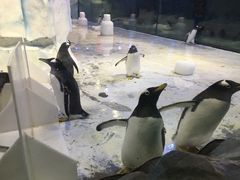 -芜湖新华联大白鲸海洋公园