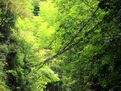 -莫干山风景区