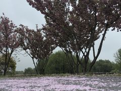 -贡湖湾湿地公园