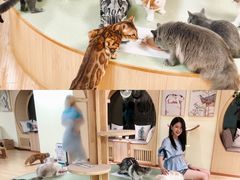 -猫和宫(六道口店)