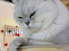 -猫和宫(六道口店)