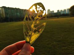 -小茶闲舍·观景商务茶馆(广州塔店)