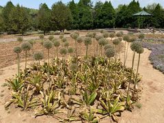 -石家庄市植物园