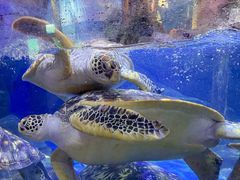 -合肥海洋世界