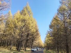 -御道口草原森林风景区