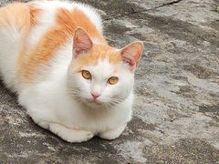 -猫岛主趣味餐厅(鼓浪屿店)