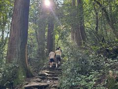 -天目山大树王景区