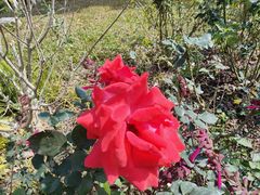 -人民公园(罗湖区)