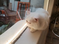 -More Fun猫咖 二十只万元加菲主题