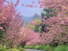 -高东镇樱花园