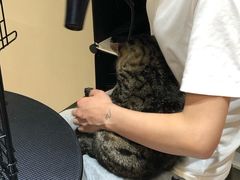 -帕帕拉兹宠物(亚洲旗舰店)