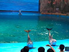 -芜湖新华联大白鲸海洋公园