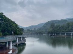 -银湖山郊野公园-相思林