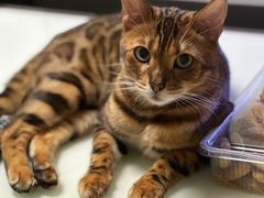 -瑞派·关忠动物医院·猫专科·犬专科(三环新城店)