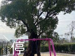 -九龙湖公园