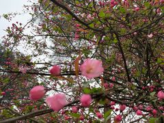 -铁山坪森林公园