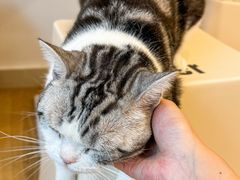 -有喵·猫咖·狗咖·30几只猫10只小狗(岗厦店)